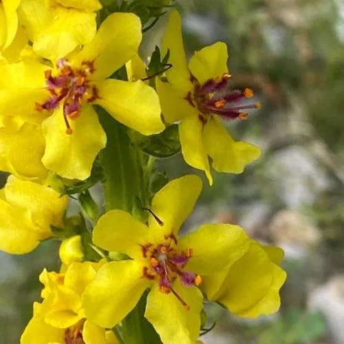 クロバナモウズイカ（黒花毛蕊花） (Verbascum nigrum)-i