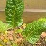 ホウレンソウ（菠薐草） (Spinacia oleracea)-i
