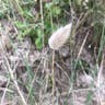 Hare's-tail (Lagurus ovatus)-i