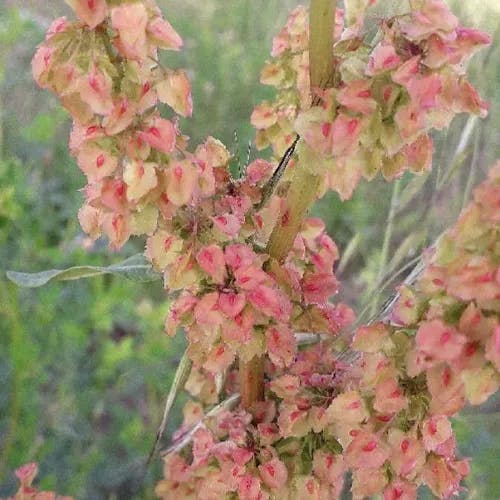 ナガバギシギシ（長葉羊蹄） (Rumex crispus)-i