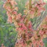 ナガバギシギシ（長葉羊蹄） (Rumex crispus)-i