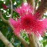 アペル (Syzygium malaccense)-i