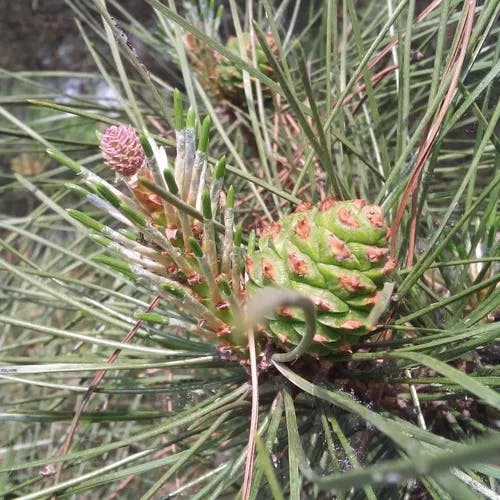 シロマツ（白松） (Pinus bungeana)-i