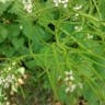 ニンニクガラシ（ニンニク辛子） (Alliaria petiolata)-i