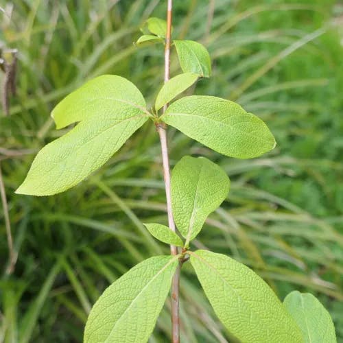 ドロノキ（泥木） (Populus suaveolens)-i