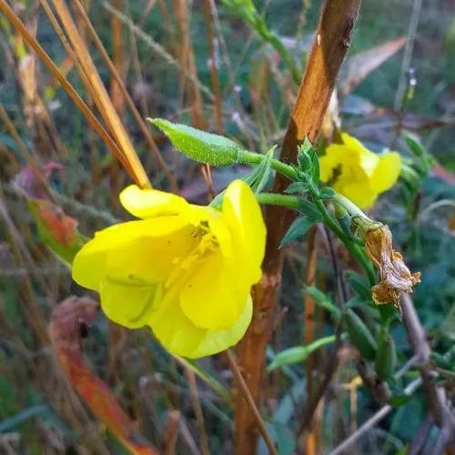 メマツヨイグサ（雌待宵草） (Oenothera biennis)-i