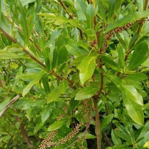 Black titi (Cyrilla racemiflora)-i