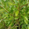 Black titi (Cyrilla racemiflora)-i