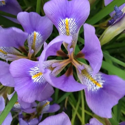 カンザキアヤメ（寒咲菖蒲） (Iris unguicularis)-i