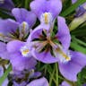 カンザキアヤメ（寒咲菖蒲） (Iris unguicularis)-i