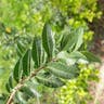 アキニレ（秋楡） (Ulmus parvifolia)-i