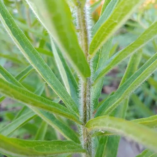 ヤナギトウワタ（柳唐綿） (Asclepias tuberosa)-i