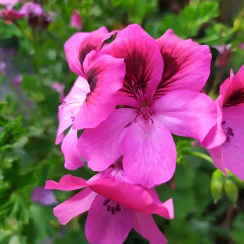 Scarlet geranium (Pelargonium inquinans)-i