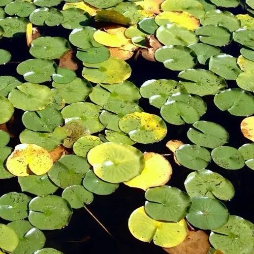 White water-lily (Nymphaea alba)-i