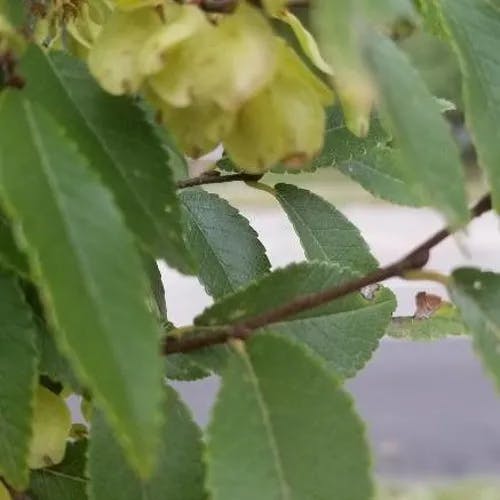 アキニレ（秋楡） (Ulmus parvifolia)-i