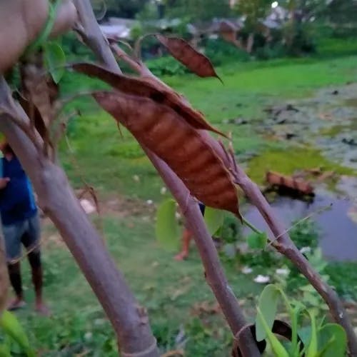 ソシンカ（素心花） (Bauhinia acuminata)-i