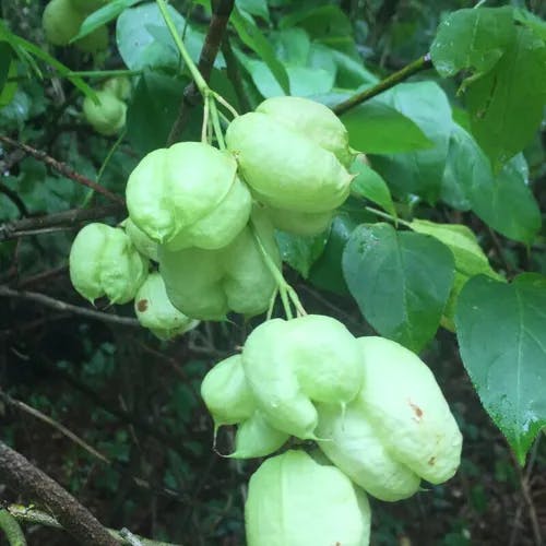 Bladdernut (Staphylea pinnata)-i