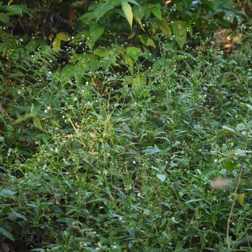 ヌマダイコン（沼大根） (Adenostemma lavenia)-i