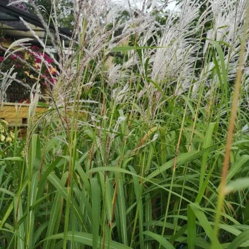 オギ（荻） (Miscanthus sacchariflorus)-i