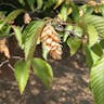 クマシデ（熊四手） (Carpinus japonica)-i