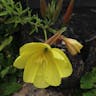 オオマツヨイグサ（大待宵草） (Oenothera glazioviana)-i