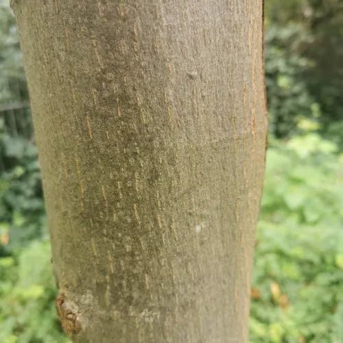 ナツボダイジュ（夏菩提樹） (Tilia platyphyllos)-i