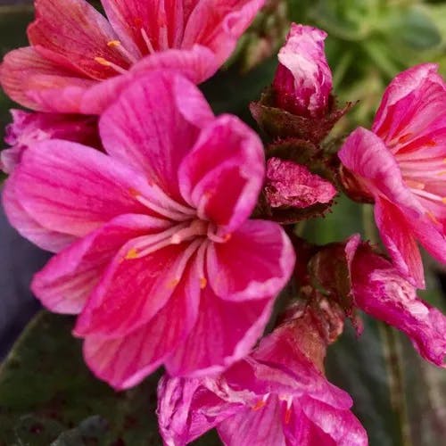 Siskiyou lewisia (Lewisia cotyledon)-i