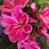 Siskiyou lewisia (Lewisia cotyledon)-i