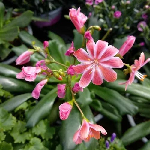 Siskiyou lewisia (Lewisia cotyledon)-i