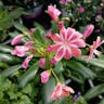 Siskiyou lewisia (Lewisia cotyledon)-i