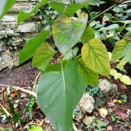 ハシドイ（丁香花） (Syringa reticulata)-i