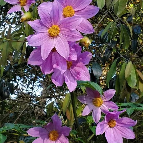 Tree dahlia (Dahlia imperialis)-i