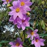 Tree dahlia (Dahlia imperialis)-i