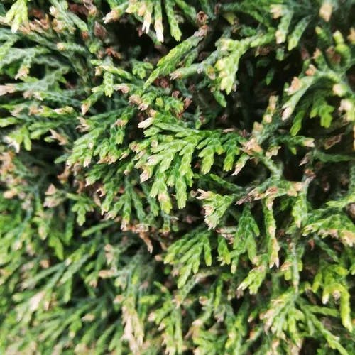 ニオイヒバ（匂檜葉） (Thuja occidentalis)-i