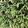 ニオイヒバ（匂檜葉） (Thuja occidentalis)-i