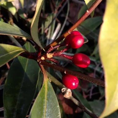 Mediterranean buckthorn