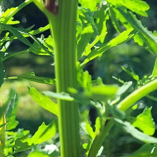 コアカザ（小赤 aza） (Chenopodium ficifolium)-i
