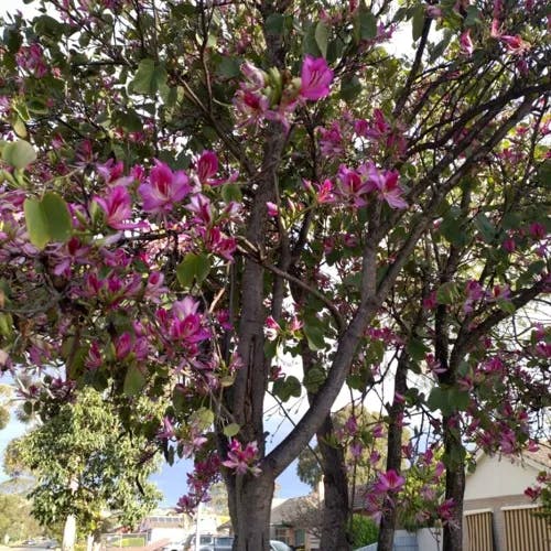 ムラサキソシンカ（紫蘇芯花） (Bauhinia purpurea)-i