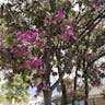 ムラサキソシンカ（紫蘇芯花） (Bauhinia purpurea)-i