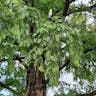 メタセコイア (Metasequoia glyptostroboides)-i