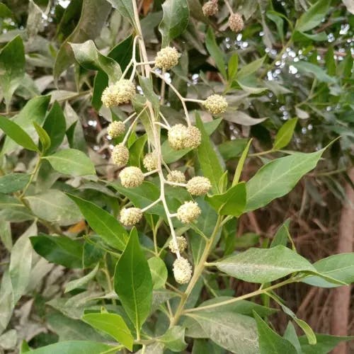 Button mangrove (Conocarpus erectus)-i