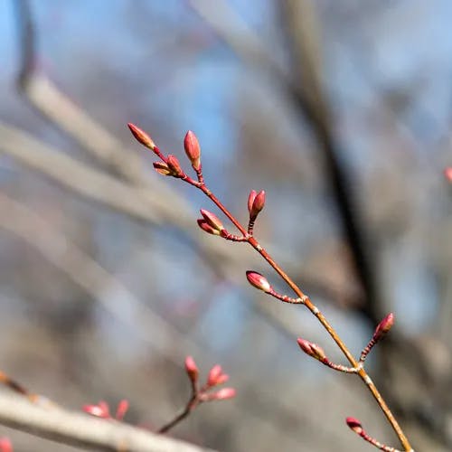 ミネカエデ（峰楓） (Acer tschonoskii)-i