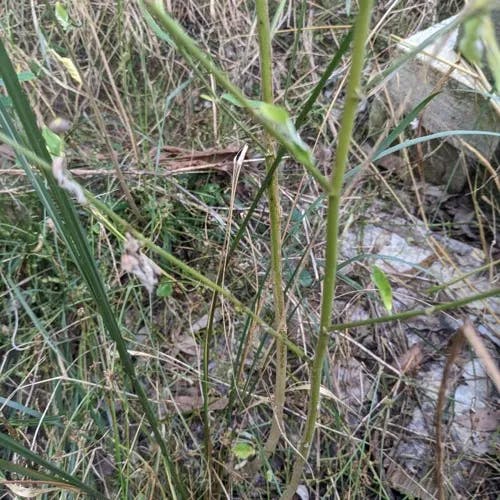 Common wireweed (Sida acuta)-i