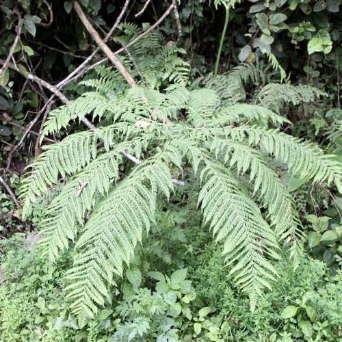 ナチシダ（那智羊歯） (Pteris wallichiana)-i