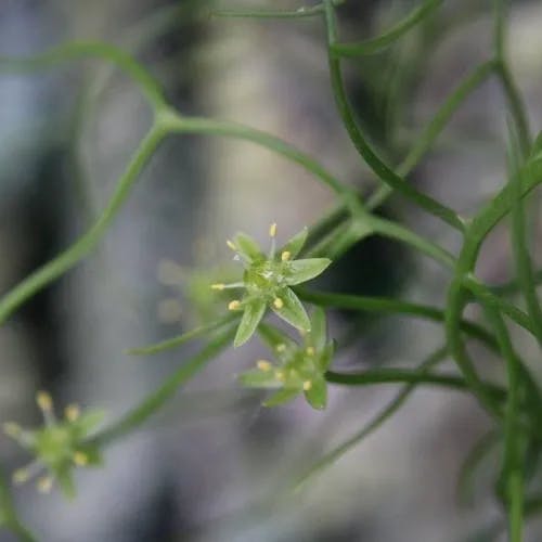 ソウカクデン（蒼角殿） (Bowiea volubilis)-i