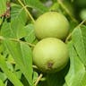 Arizona walnut (Juglans major)-i