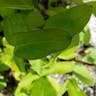 Lobed tickseed (Coreopsis auriculata)-i