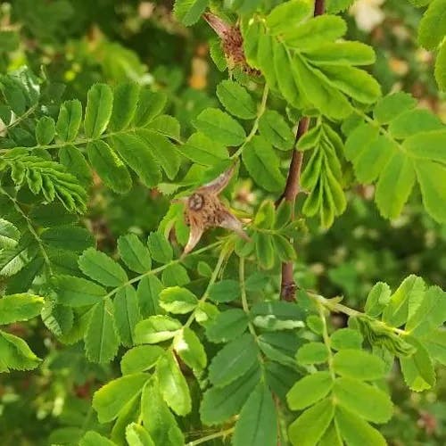 Burnet rose (Rosa spinosissima)-i