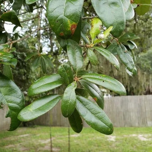 Sand live oak (Quercus geminata)-i