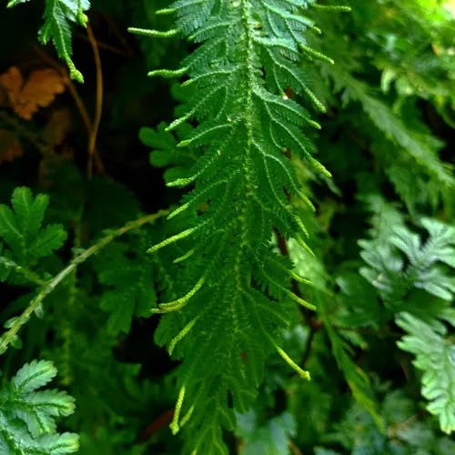 Willdenow's spikemoss (Selaginella willdenowii)-i